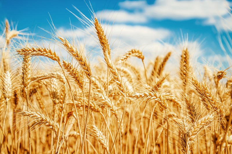 O trigo é cultivado pelo homem, há mais de 8 mil anos. Para se tornar a farinha branquinha que conhecemos, o trigo passa por vários processos de moagem / GB Imagem