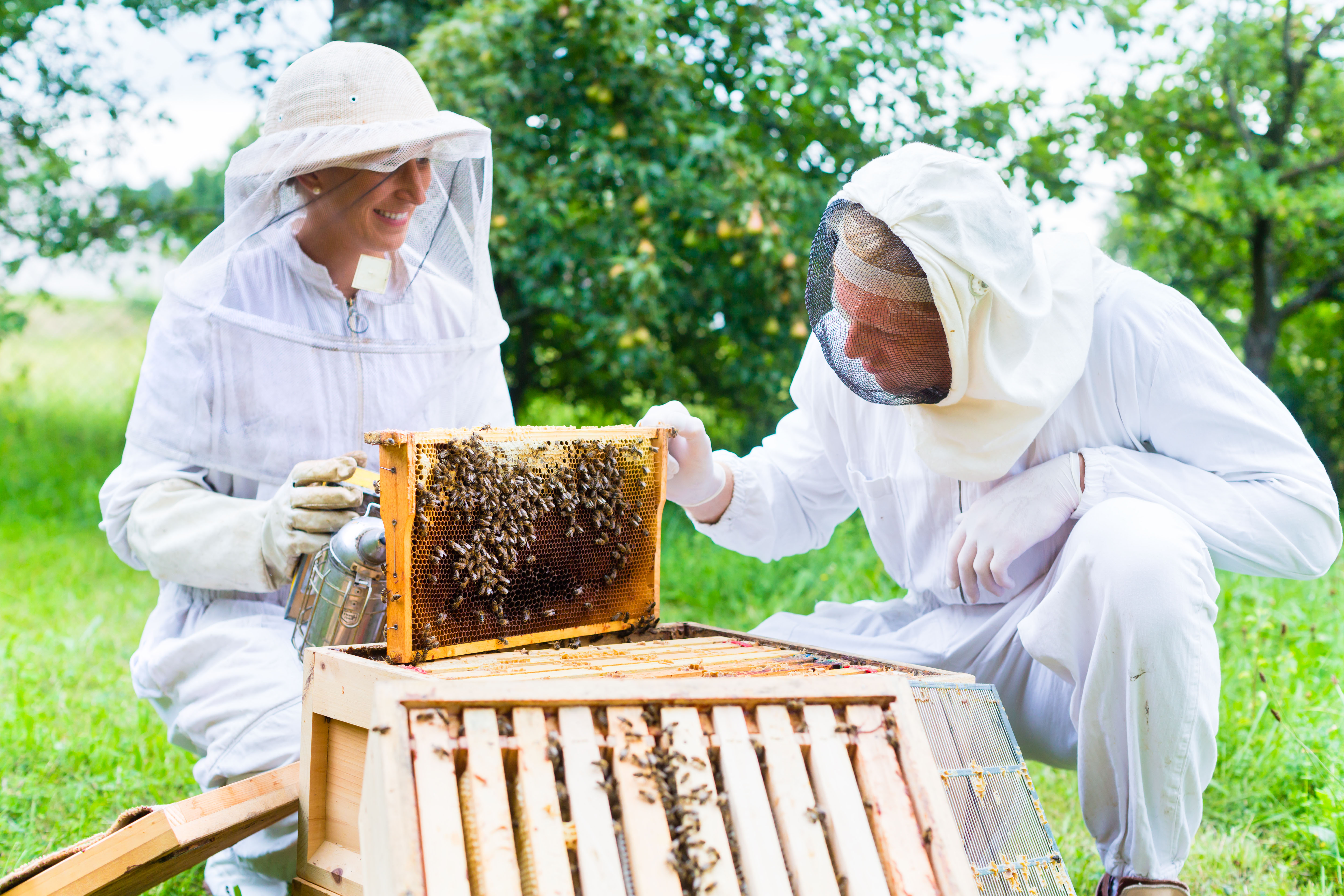 Usando equipamentos e técnicas adequadas, a apicultura pode ser um negócio muito rentável / GB Imagem