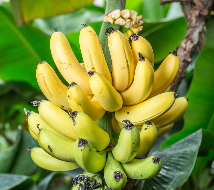 As bananas são cultivadas em 130 países pelo mundo, mas são originárias do sudeste da Ásia, sendo atualmente cultivadas em praticamente todas as regiões tropicais do planeta / GB Imagem