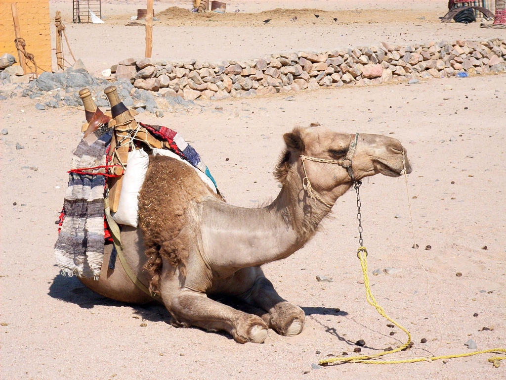 O camelo é o veículo obrigatório para quem pretende se aventurar pelo deserto do Marrocos. Se você não quer viver esta aventura, pelo menos tire uma foto com o animal / GB Imagem
