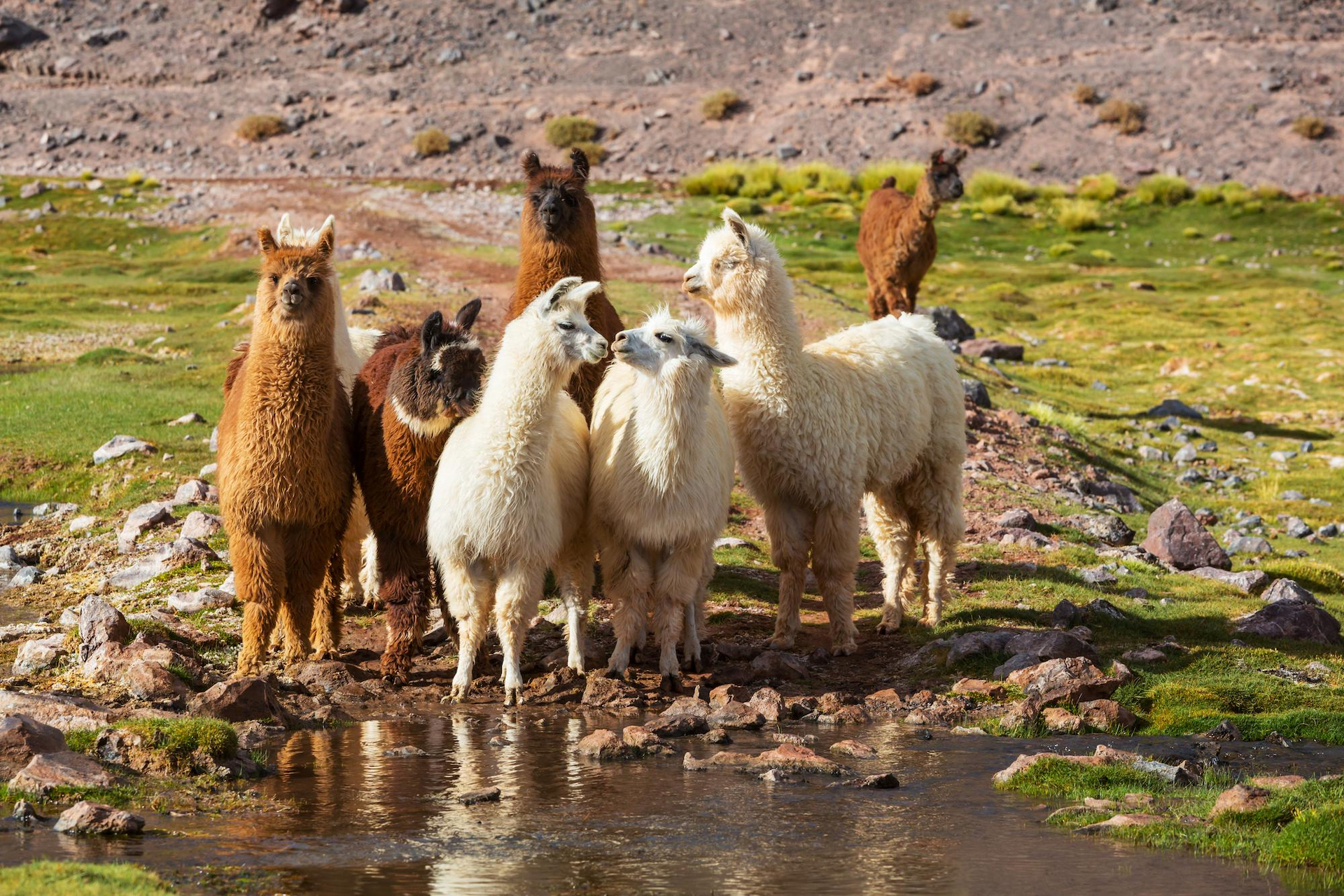 As lhamas são um dos símbolos do Peru e de toda a região; os animais contrastam com as ruínas seculares e constituem uma atração à parte a ser admirada pelos turistas nos campos peruanos/GB Imagem