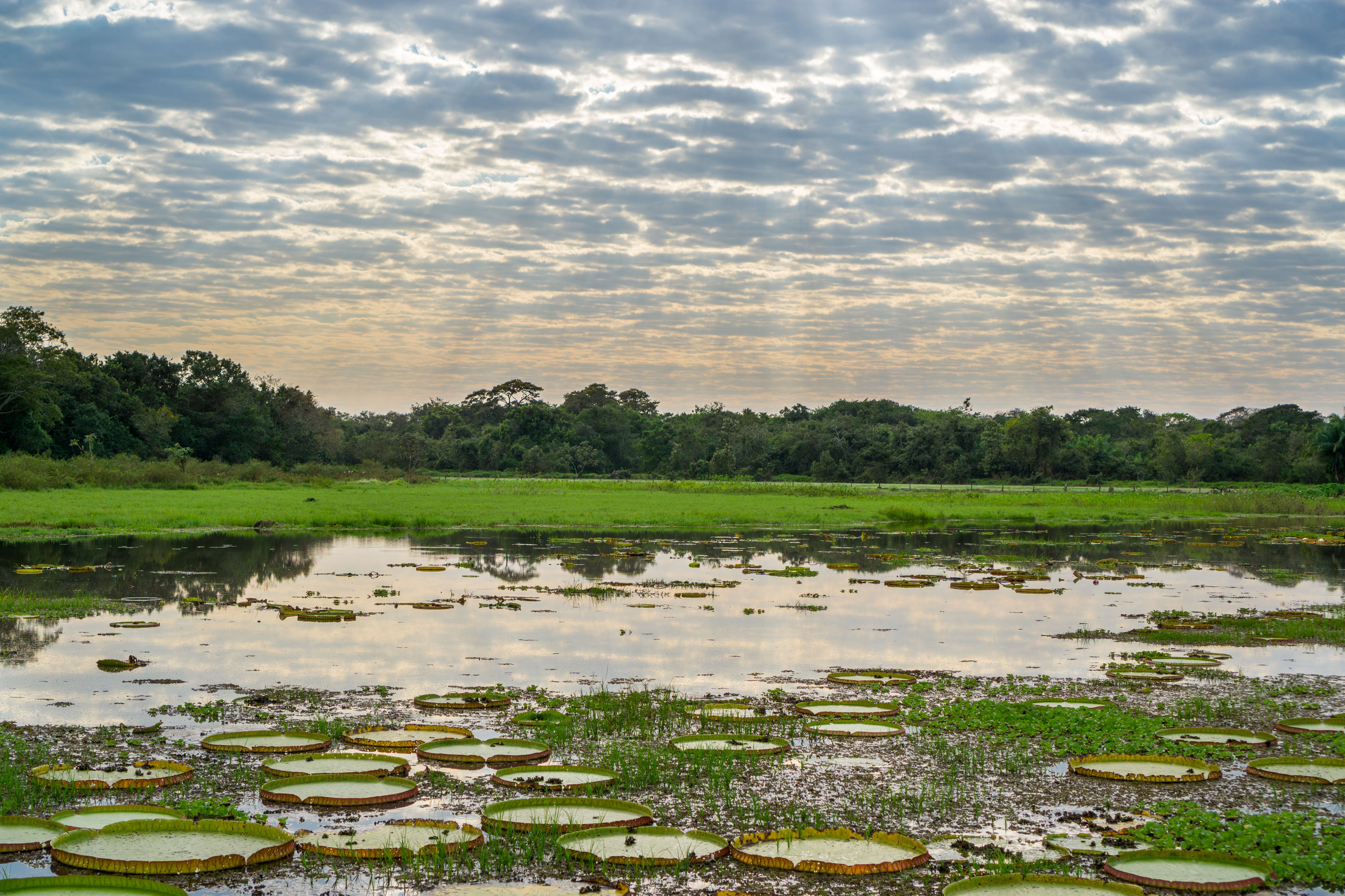 Uma paisagem exuberante de encher os olhos de turistas de todos os cantos do mundo. Assim é a paisagem do brasileiríssimo Pantanal / GB Imagem