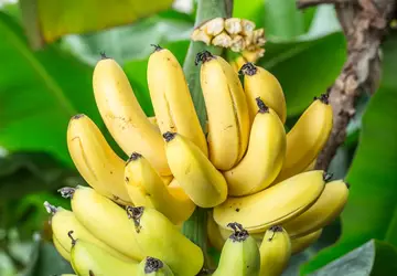 As bananas são cultivadas em 130 países pelo mundo, mas são originárias do sudeste da Ásia, sendo atualmente cultivadas em praticamente todas as regiões tropicais do planeta / GB Imagem