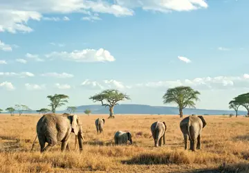 A Tanzânia, paraíso que fica na Selva Africana, descobriu um grande filão turístico. Preservar a natureza e fazer safáris, que substituem os tiros por cliques fotográficos / GB Imagem