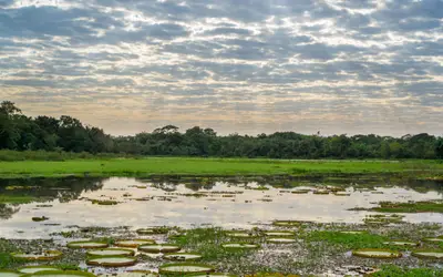O encanto do Pantanal Mato-grossense